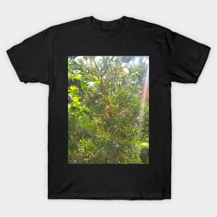 Wild Juniper Tree T-Shirt